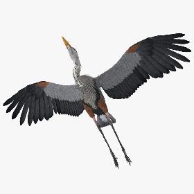 Great Blue Heron Rigged for Maya 3D model
